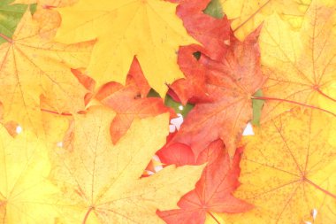 Sarı, yeşil, kırmızı ağaç yaprakları.