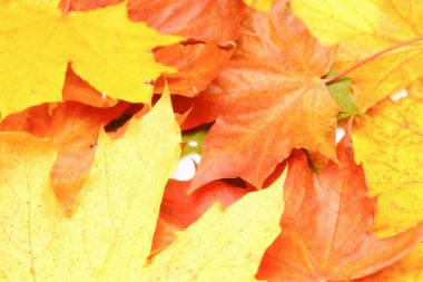 Sarı, yeşil, kırmızı ağaç yaprakları.