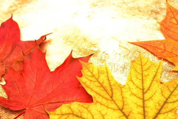 Žluté, zelené, červené listy stromů. — Stock fotografie