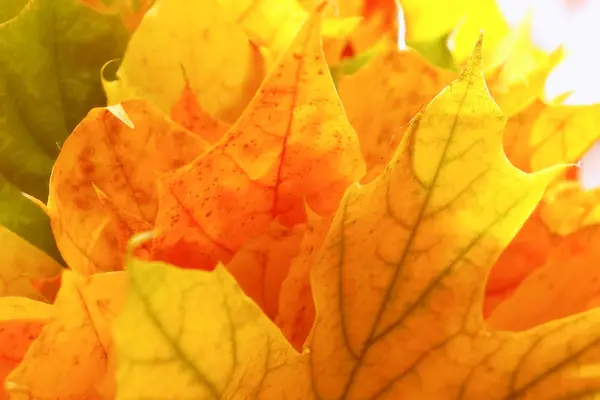 Feuilles d'arbres jaunes, vertes, rouges . — Photo