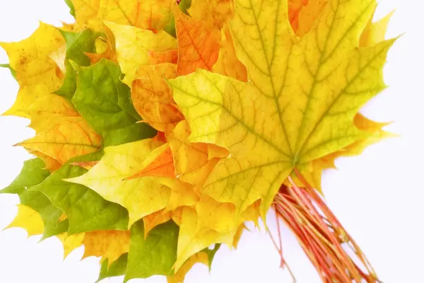 Feuilles d'arbres jaunes, vertes, rouges . — Photo