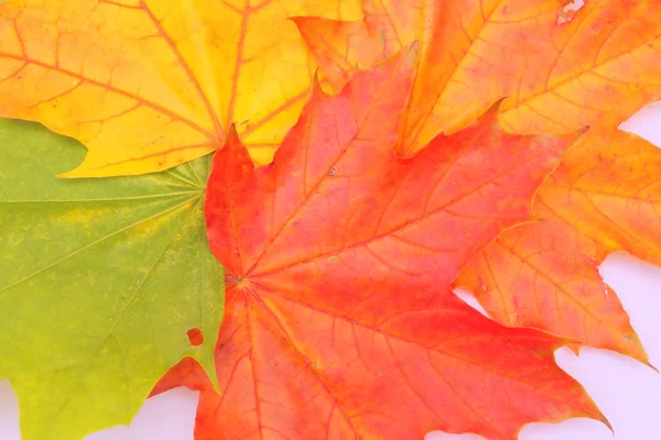 Gelbe, grüne, rote Blätter von Bäumen. — Stockfoto