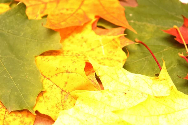 Gelbe, grüne, rote Blätter von Bäumen. — Stockfoto