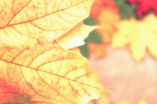 Žluté, zelené, červené listy stromů. — Stock fotografie