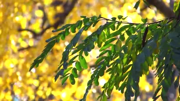 Léger souffle d'automne coloré. Une brise douce balaie doucement les branches des arbres dans le parc .