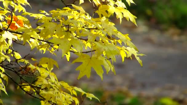 紅葉した秋の光の息。穏やかな風が公園内の木の枝を優しく揺らす. — ストック動画