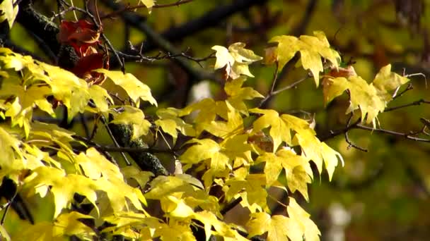 Lehký závan barevného podzimu. Jemný vánek jemně houpe větvemi stromů v parku. — Stock video