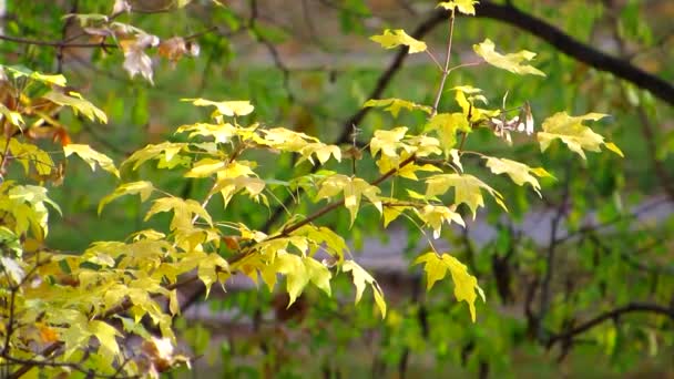 Light breath of colored autumn. A gentle breeze gently sways the tree branches in the park. — Stock Video