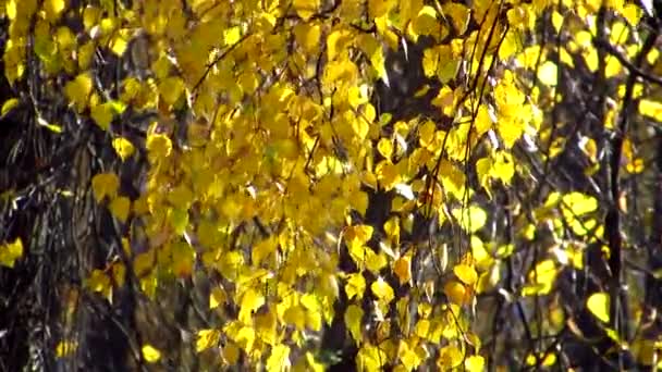 Renkli sonbaharın hafif nefesi. Hafif bir esinti parkta dalları usulca sallıyor. — Stok video