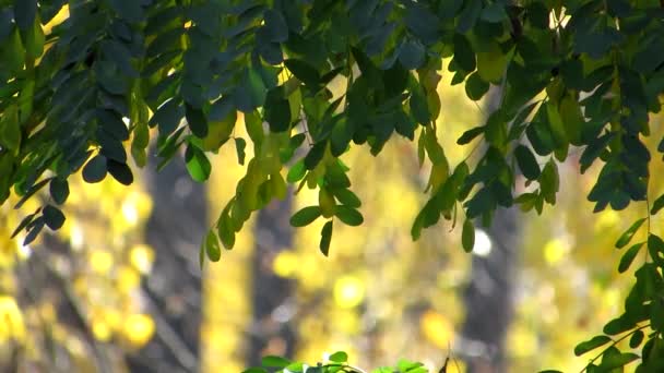 Aliento ligero de otoño de colores. Una suave brisa balancea suavemente las ramas de los árboles en el parque . — Vídeo de stock