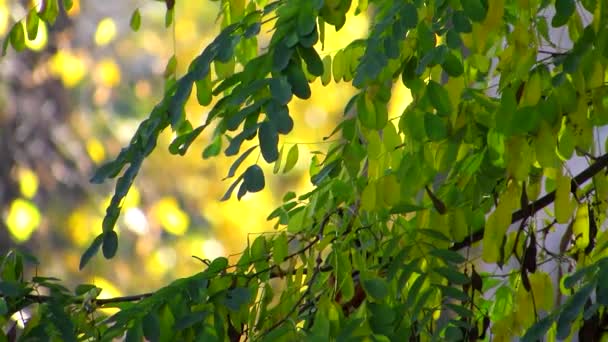 Aliento ligero de otoño de colores. Una suave brisa balancea suavemente las ramas de los árboles en el parque . — Vídeo de stock