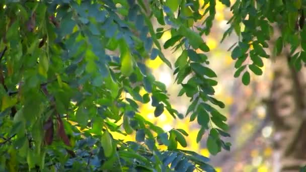 Léger souffle d'automne coloré. Une brise douce balaie doucement les branches des arbres dans le parc .