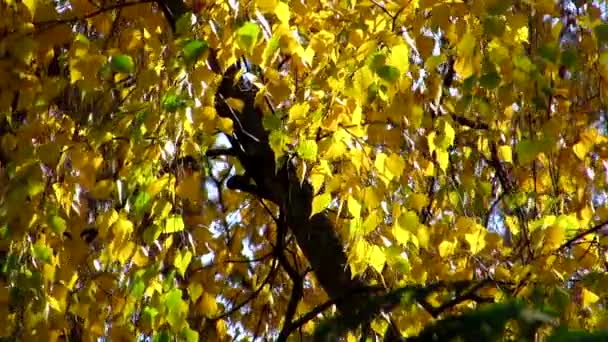 Lichte adem van gekleurde herfst. Een zacht briesje slingert zachtjes de takken van de boom in het park. — Stockvideo