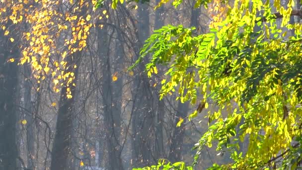 Der verschwommene Dunst des Herbstes. Gelbliche und grüne Akazienblätter baden in den herbstlichen Sonnenstrahlen und wiegen sich im Wind. — Stockvideo
