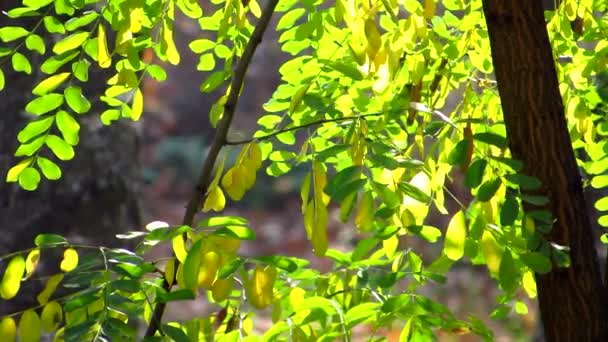 De wazige waas van de herfst. Gele en groene bladeren van acacia baden in de herfststralen van de zon en zwaaien in de wind. — Stockvideo
