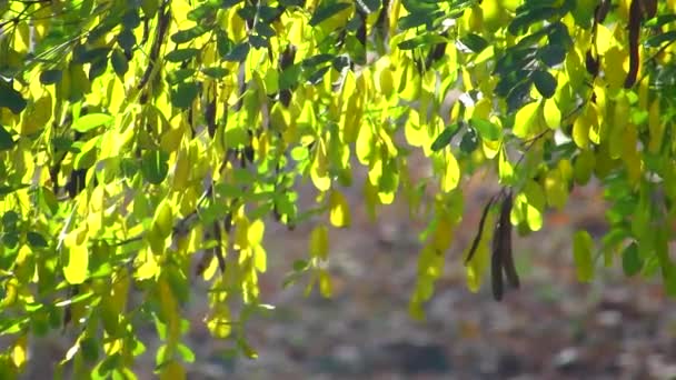 Zamglona mgła jesieni. Żółte i zielone liście akacji kąpią się w jesiennych promieniach słońca i kołyszą się na wietrze. — Wideo stockowe