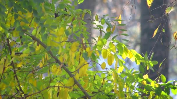 La brume floue de l'automne. Feuilles jaunies et vertes d'acacia se baignent dans les rayons automnaux du soleil et balancent dans le vent . — Video