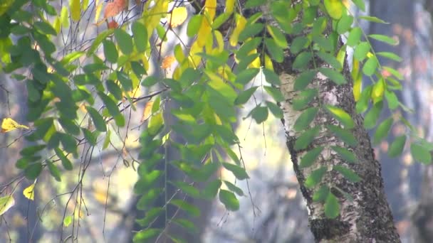 La neblina borrosa del otoño . — Vídeo de stock