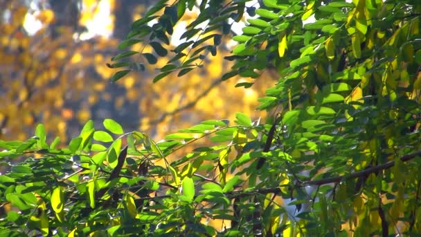 La brume floue de l'automne. Feuilles jaunies et vertes d'acacia se baignent dans les rayons automnaux du soleil et balancent dans le vent .
