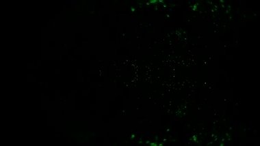 Optik fiber filaman demetinde lazer ışınının dolaşması. İplik paniği şeklinde fiber optik bir lambada lazer ışını..