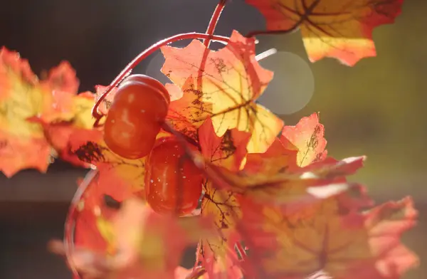 Strahlend bunte Herbststimmung. Herbstmotive. — Stockfoto