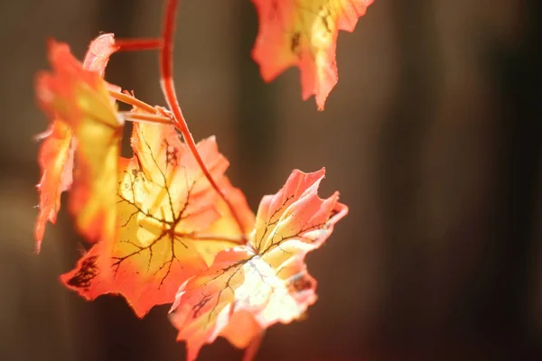 Strahlend bunte Herbststimmung. Herbstmotive. — Stockfoto