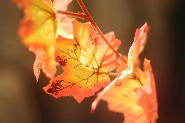 Ambiance automnale colorée lumineuse. Motifs d'automne . — Photo