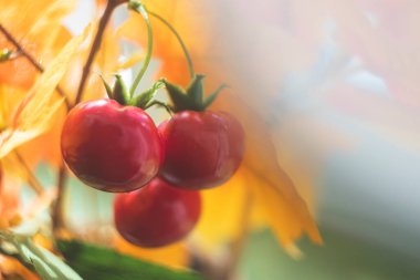 Sonbahar havası. Parlak sonbahar yapay buketi sepete yakın planda. Sarı akçaağaç yaprağında parlak kiraz meyveleriyle yeşil kiraz dalı.