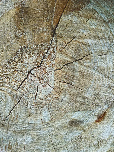 Riss Form Eines Netzes Eine Quersäge Die Einen Baum Zersägt — Stockfoto