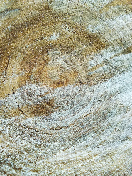 用网的形式劈开了 横切了一棵树的锯子 树生长环的结构 锯木树的背景 — 图库照片