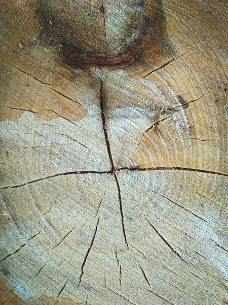 Fissuré Sous Forme Une Toile Une Scie Transversale Coupée Arbre — Photo