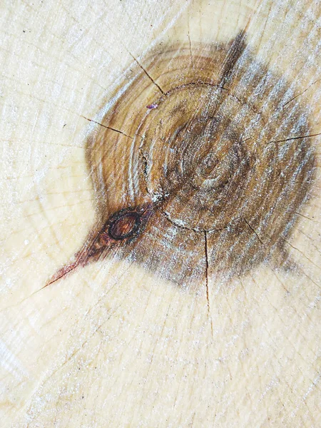 Webの形で割れ 横方向の木のカットを見た 木の成長リングの構造 切り立った木の背景 — ストック写真