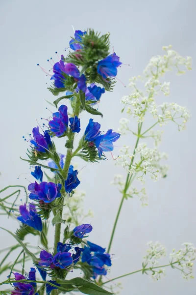 Ljusa Färger Varm Sommar Bukett Fält Och Ängsväxter Ljusgröna Örter — Stockfoto