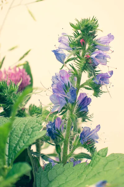 Kytice polních a lučních letních rostlin. — Stock fotografie