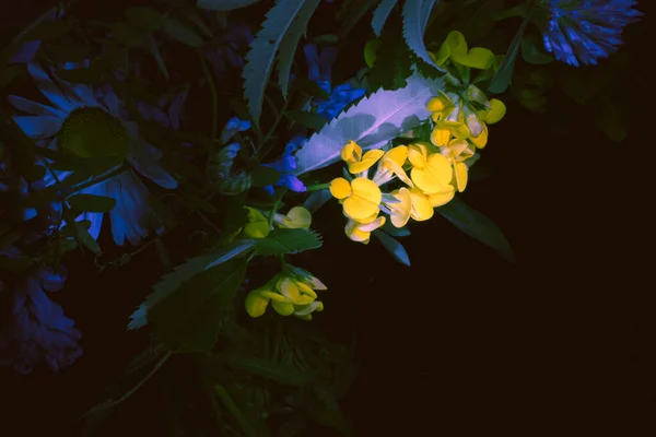 炎热夏天的艳丽色彩 一束用浅色钢笔点亮的花 在黑暗中 一束野地和草地上的夏天植物 鲜绿色草本植物 — 图库照片