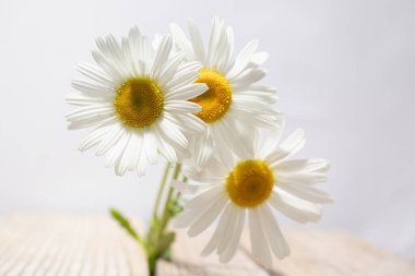 Sıcak bir yazın parlak renkleri. Yaz tarlaları, çayır otları ve ağaçtan bir bankta çiçekler..