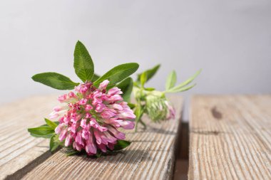 Sıcak bir yazın parlak renkleri. Yaz tarlaları, çayır otları ve ağaçtan bir bankta çiçekler..