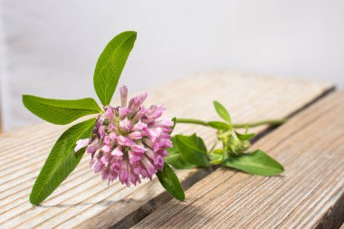 Sıcak bir yazın parlak renkleri. Yaz tarlaları, çayır otları ve ağaçtan bir bankta çiçekler..