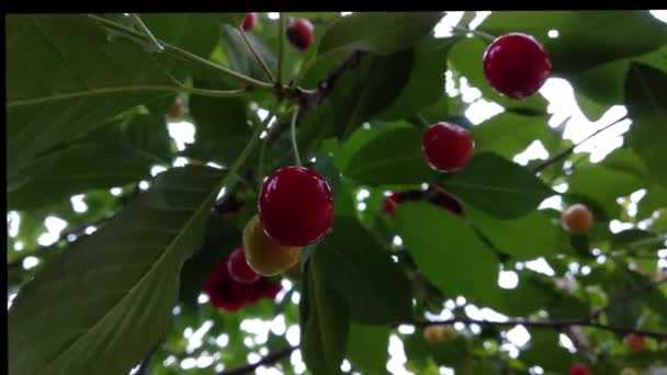 温暖夏天的维生素礼物 成熟的樱桃浆果埋在绿叶中 樱桃树上的樱桃树 — 图库视频影像