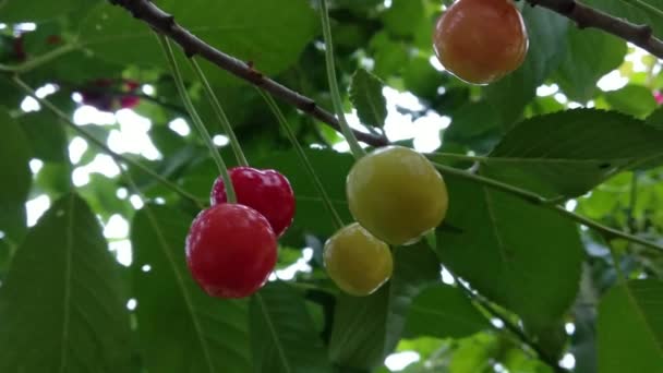 Vitamin Gifts Warm Summer Ripening Berries Cherry Buried Verdure Foliage — Stock Video