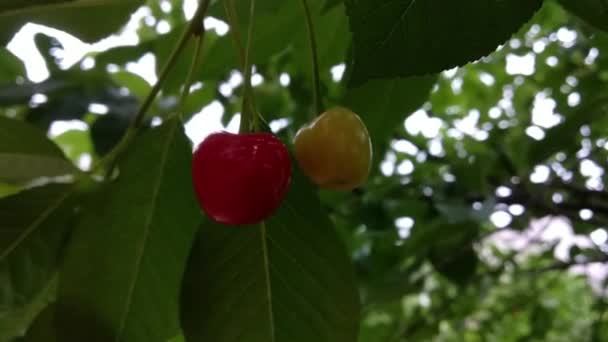 温暖夏天的维生素礼物 成熟的樱桃浆果埋在绿叶中 樱桃树上的樱桃树 — 图库视频影像