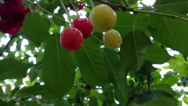 温暖夏天的维生素礼物 成熟的樱桃浆果埋在绿叶中 樱桃树上的樱桃树 — 图库视频影像