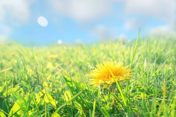 Bright colors of summer. A yellow dandelion bathes in the sun. Yellow dandelion in green grass against a blue sky with white clouds.