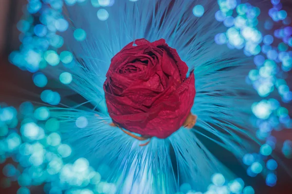 Uma Rosa Profunda Secou Rosa Luz Colorida Uma Lâmpada Fibra — Fotografia de Stock