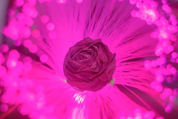 Uma Rosa Profunda Secou Rosa Luz Colorida Uma Lâmpada Fibra — Fotografia de Stock