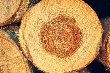 Kuru ladin odunu yığınla. Ucundan birkaç ladin kütüğü yakın plan. Ağacın çapraz testereleri.