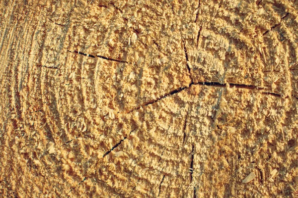 Σταυρός Είδε Αλυσοπρίονο Δέντρο Ετήσιοι Δακτύλιοι Τέλος Κορμών Καυσόξυλων — Φωτογραφία Αρχείου