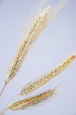 Beyaz arka planda sarı çavdar kulakları. Çavdar dikenli kulaklar. Geçen yazın hasadı. Vejetaryen yemeği..