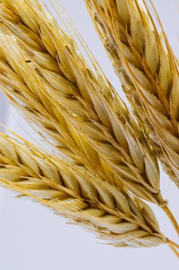 Beyaz arka planda sarı çavdar kulakları. Çavdar dikenli kulaklar. Geçen yazın hasadı. Vejetaryen yemeği..