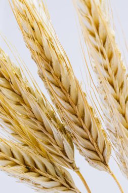 Beyaz arka planda sarı çavdar kulakları. Çavdar dikenli kulaklar. Geçen yazın hasadı. Vejetaryen yemeği..